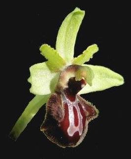 Ophrys × montalciniae, an orchid flower hybrid named after Rita Levi-Montalcini