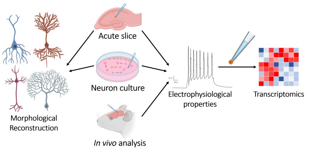 Patch-Seq diagram illustrating the three main data types we obtain from the technique: Electrophysiology Properties, Transcriptome Analysis and Morphological reconstruction.