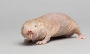 Naked mole rat