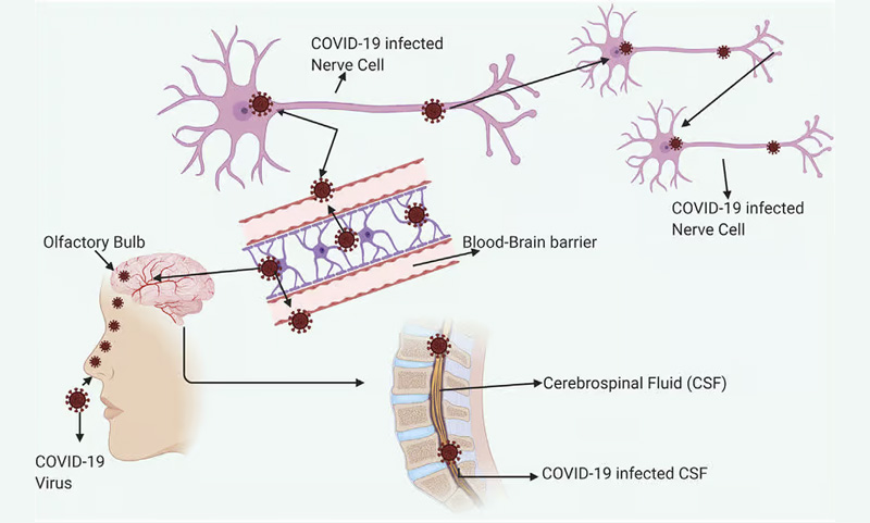 COVID-19 and the Nervous System