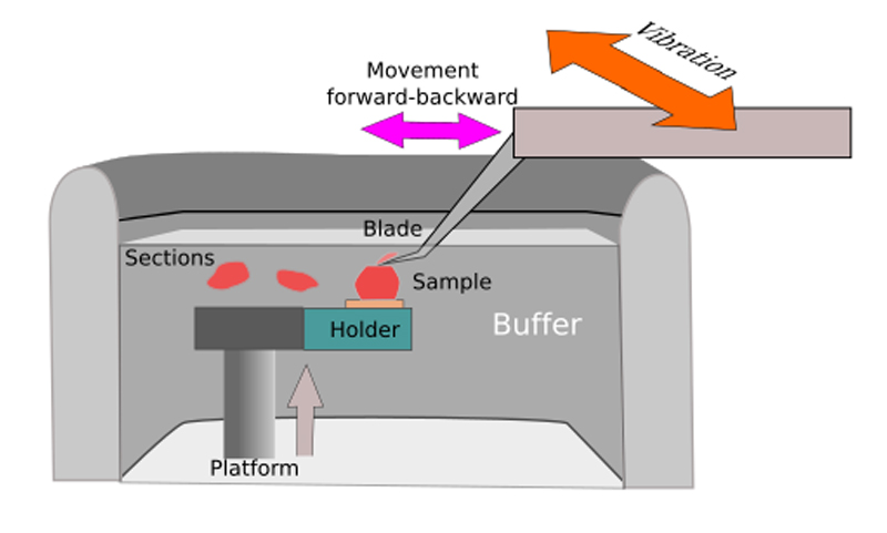 Vibrating Microtome and Vibratome