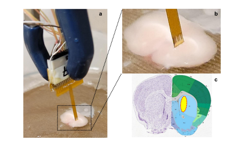 Understanding the Different Experimental Applications for Vibratomes vs. Microtomes (vs. Both)