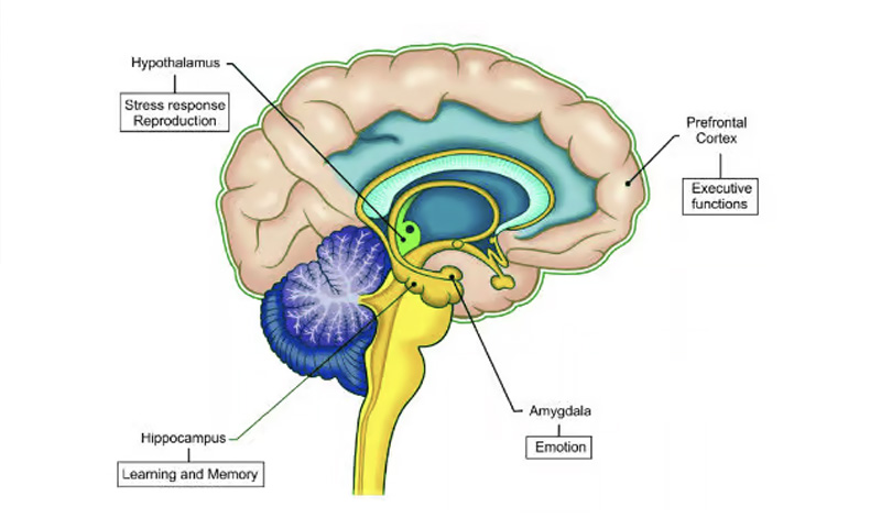 sex hormones