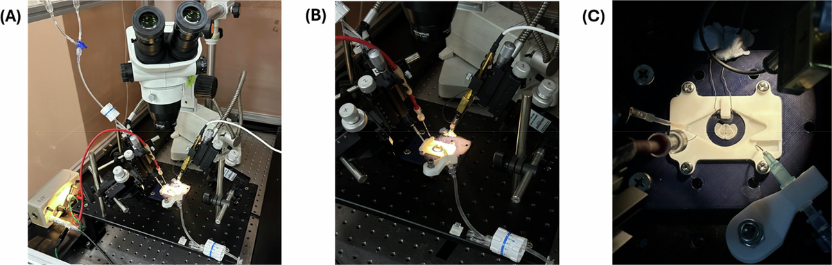 Figure 1. The complete 3D-printed recording setup in action on the microscope rig, ready for brain slice experiments.
