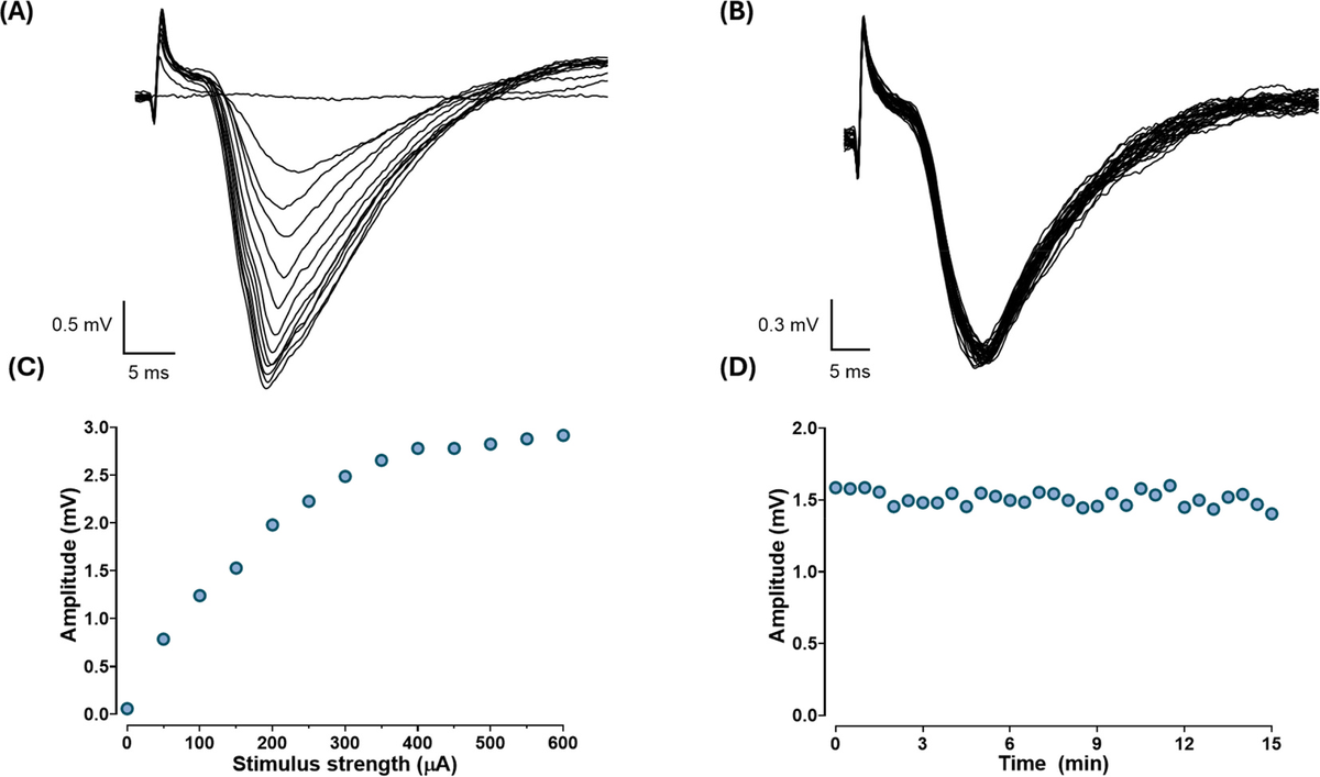 Figure 2. Electrical recordings show strong, stable brain signals — proof that this budget-friendly device performs like standard lab equipment.