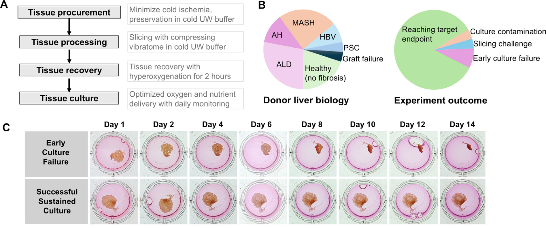 Figure 1 panels A-C: the refined PCLS generation workflow, donor liver biology and experiment outcomes, and whole-plate imaging comparing early culture failure to successful sustained culture over 14 days.