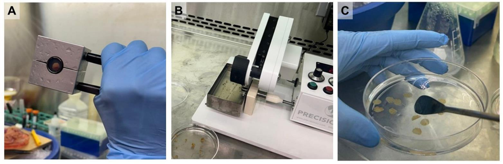 Supplementary Figure 1: liver tissue embedding and sectioning on the Compresstome VF-510-0Z.