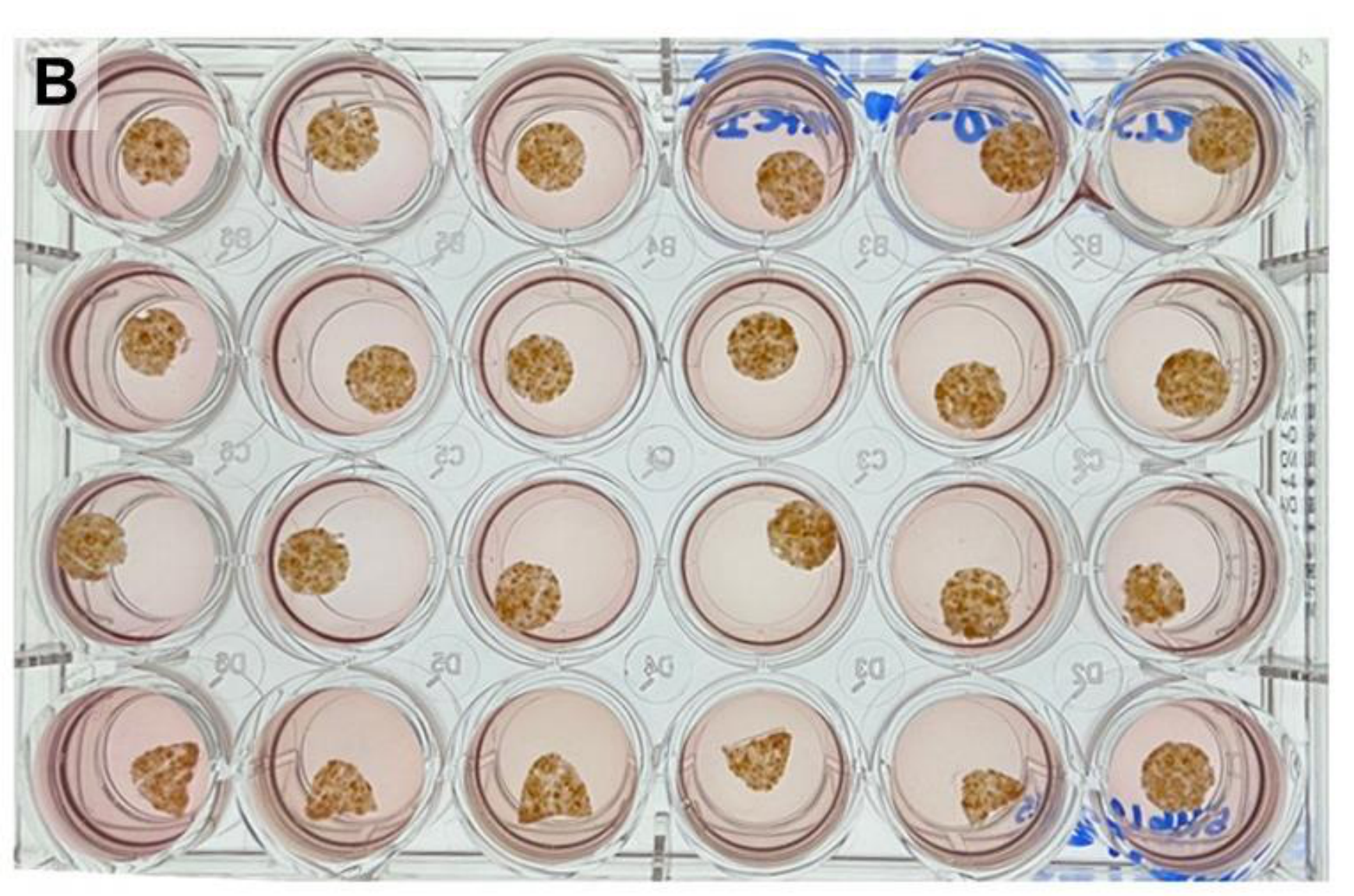 A full 24-well plate of intact human liver slices generated with the Compresstome.