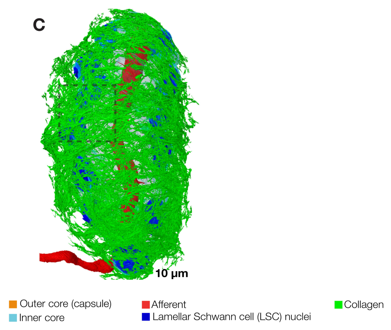 Labeled 3D reconstruction of a Pacinian corpuscle