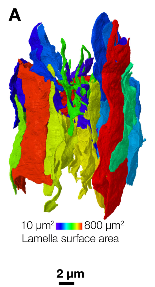 3D reconstruction of a single lamellar Schwann cell