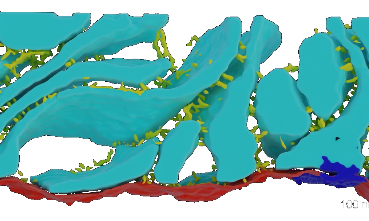 Junctions and tethers between LSC lamellae and the afferent terminal