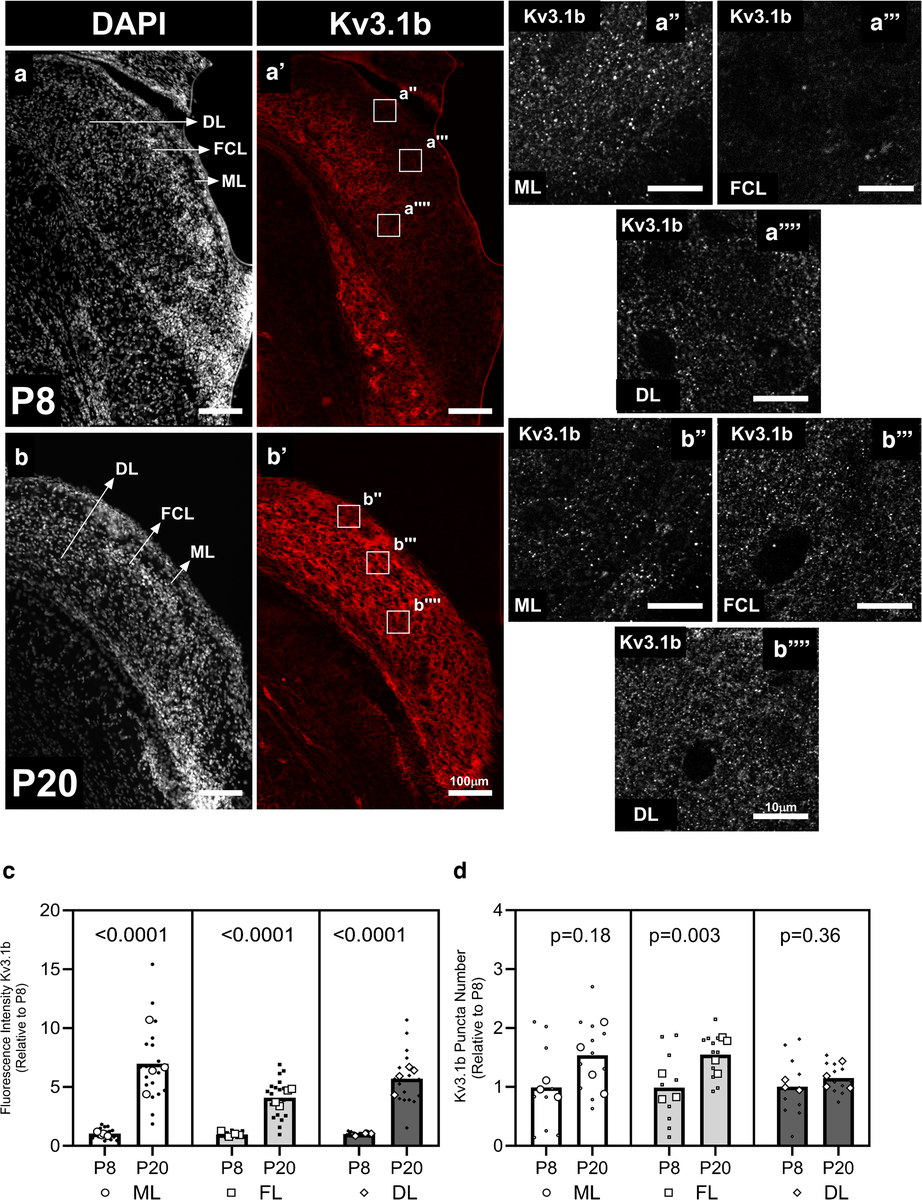 Figure 1. Kv3.1b protein (red) increases sharply across the dorsal cochlear nucleus after hearing onset (P20) compared to before (P8), especially in the fusiform cell layer.