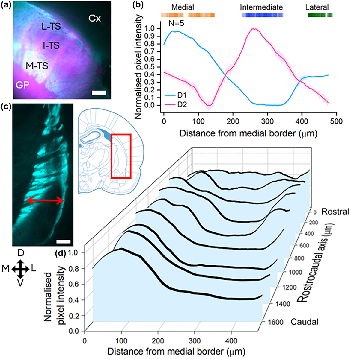 Fig. 1 from Riley et al. Mapping D1 and D2 dopamine receptor 'stripes' across the tail striatum reveals its hidden internal structure.