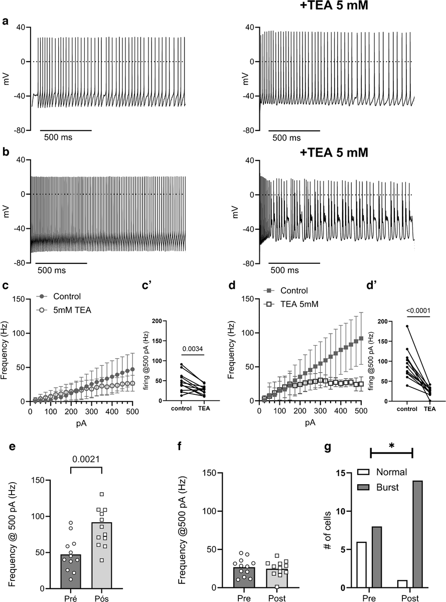 Figure 2. Blocking Kv3 channels with TEA disrupts normal, steady firing and triggers bursting activity in fusiform neurons after hearing onset, revealing Kv3's role in sustaining high-frequency firing.