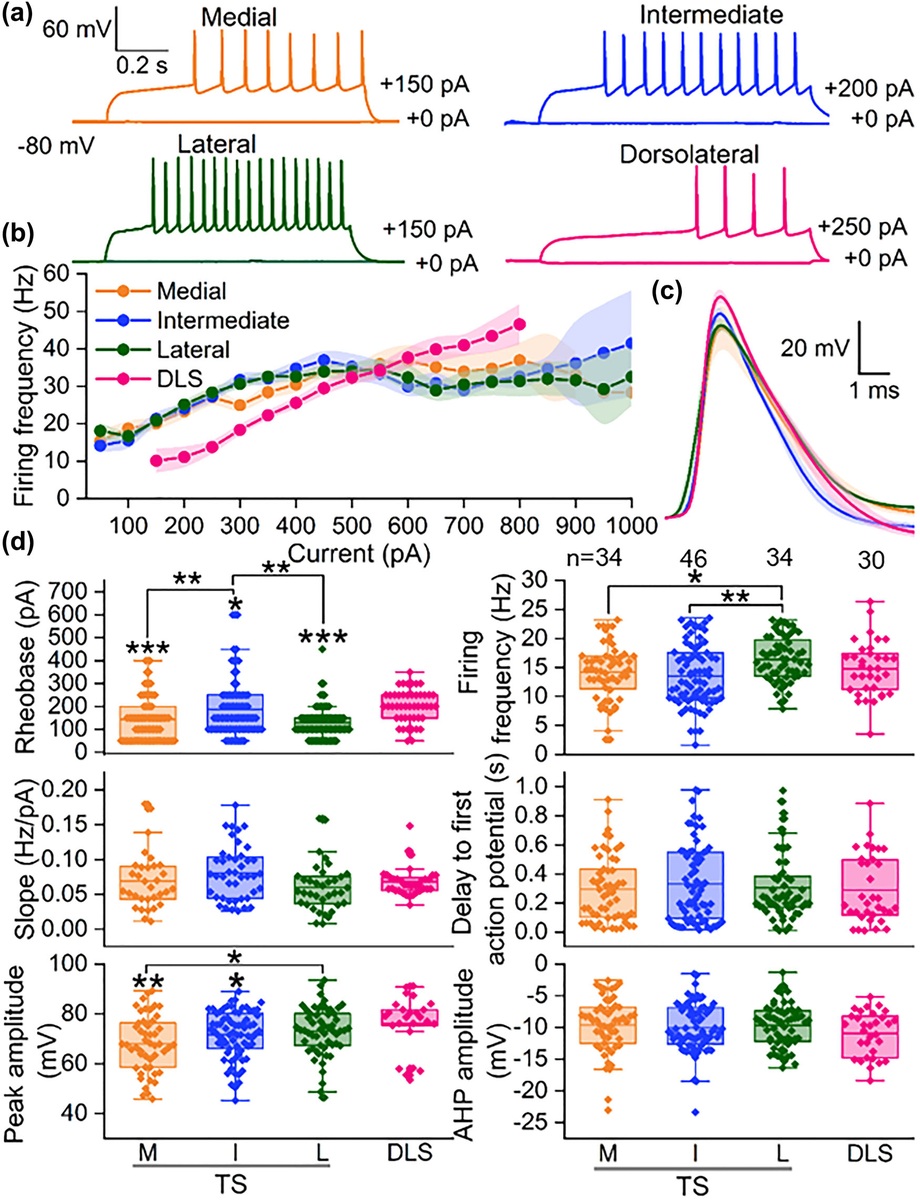 Fig. 4 from Riley et al. Neurons in different striatal regions fire differently: recordings show distinct firing patterns and action potential shapes across striatal divisions.