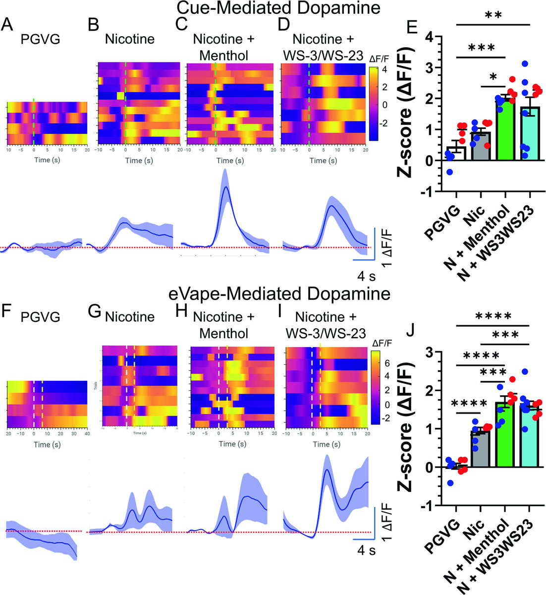 Figure 2. Real-time brain imaging shows that adding cooling agents to nicotine boosts dopamine release in the reward center of the brain, both when mice see a cue and when they actually receive a nicotine vapor puff.