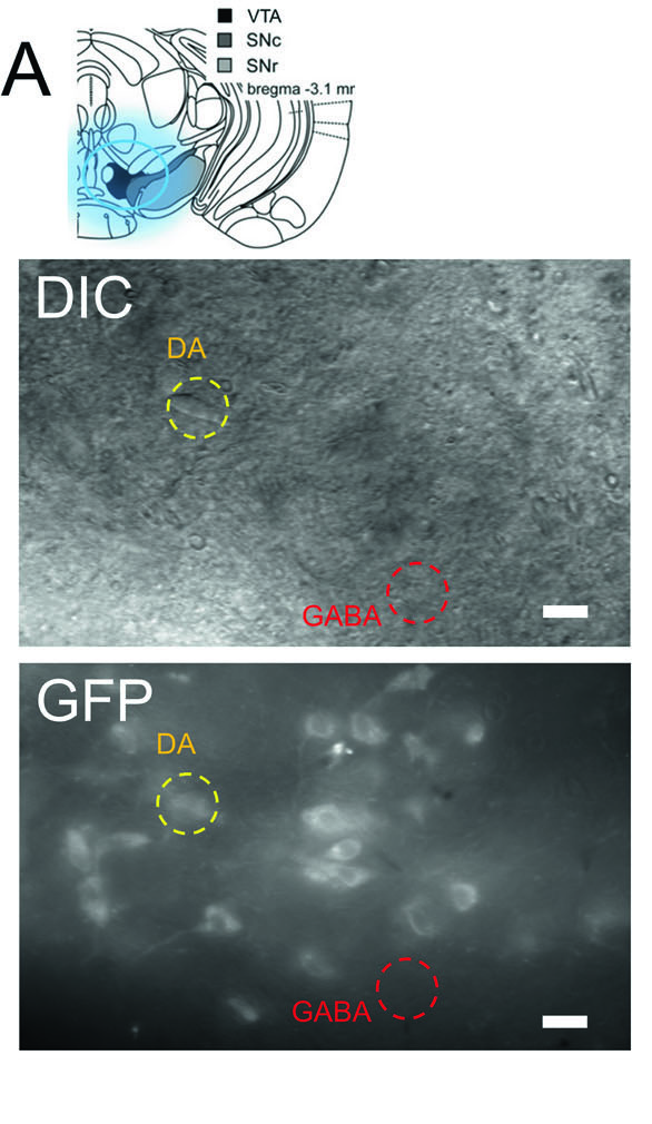 Figure 4A. Representative DIC and GFP images identifying VTA dopamine (DA) and GABA neurons in acute brain slices prepared with the Compresstome.
