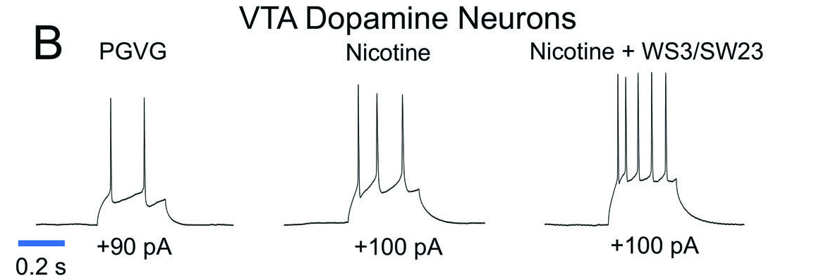 Figure 4B. Representative current-clamp recordings from VTA dopamine neurons showing increased firing with nicotine plus WS-3/WS-23 compared to nicotine alone or PGVG control.