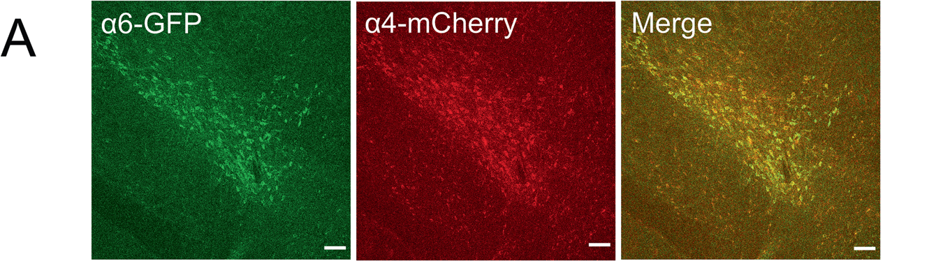 Figure 5A. Representative confocal images of α6-GFP, α4-mCherry, and merged nAChR fluorescence in VTA dopamine neurons.
