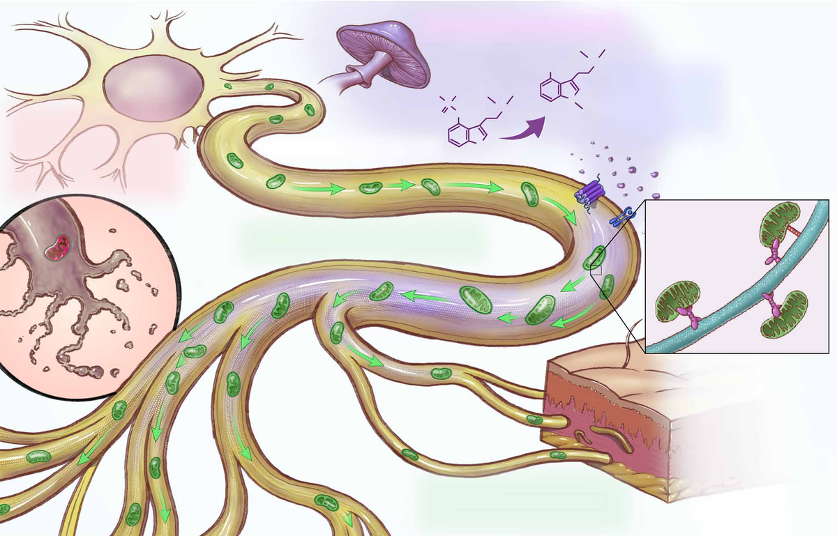 Figure 1. Psilocybin helps keep mitochondria moving along nerve fibers, powering the nerve endings that chemotherapy typically damages.