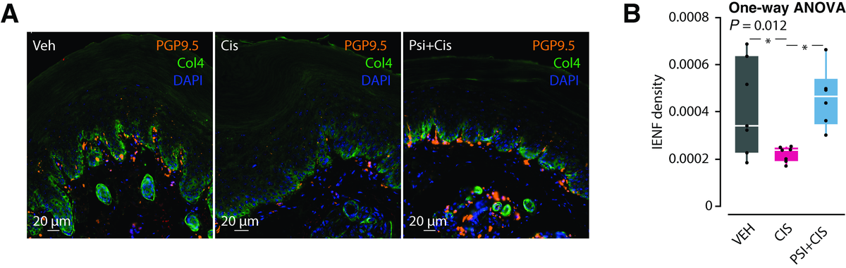 Figure 2. Skin nerve fibers (orange) are depleted by chemotherapy alone, but preserved when psilocybin is given beforehand.