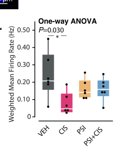 Weighted mean firing rate from MEA recordings of Compresstome-prepared mPFC slices, showing cisplatin reduces network activity and psilocybin pretreatment restores it toward vehicle levels.